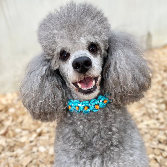 国際ペットワールド専門学校 可愛いグッズ制作★ペットショップスタッフ体験！4