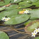 『水の中で生活する植物たち』体験授業を同時開催！の詳細