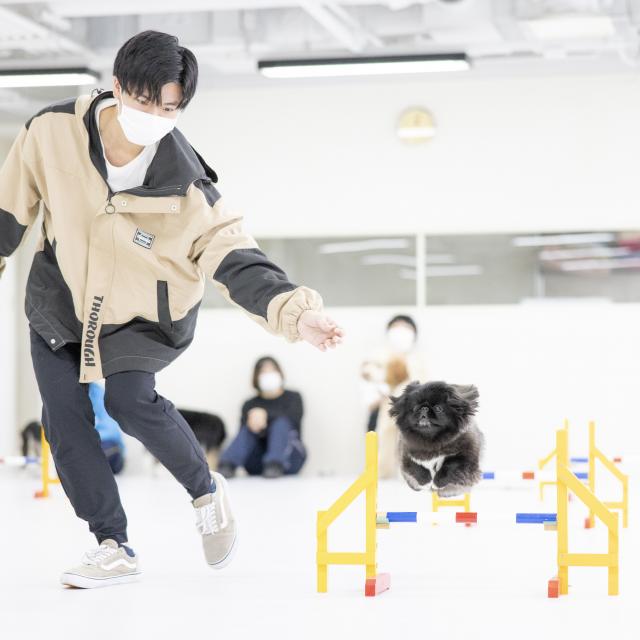 北海道どうぶつ・医療専門学校 【総合どうぶつ専攻】わんこに技を教えよう1