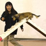 担当犬体験（日常しつけ編)の詳細