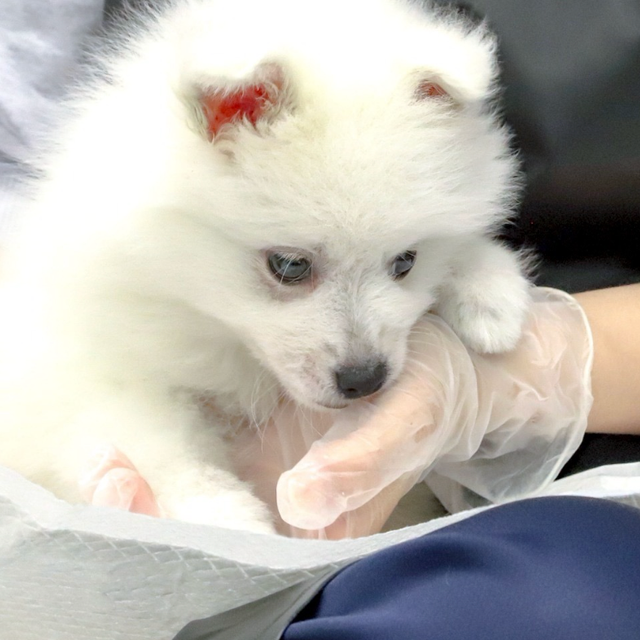 群馬動物専門学校 パートナー犬お披露目！パピーのしつけに挑戦しよう1