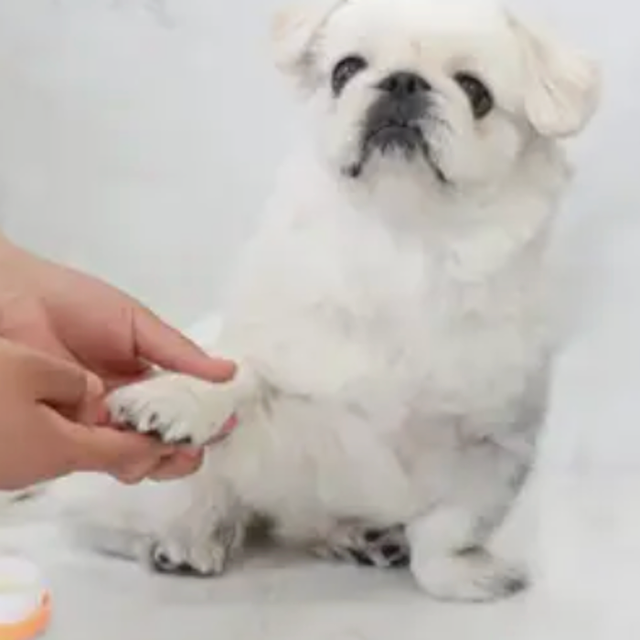 専門学校ビジョナリーアーツ ワンコを癒す肉球クリーム作り1