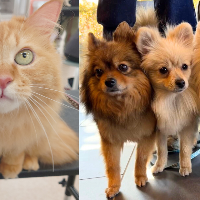 群馬動物専門学校 ねこ&ポメラニアンスペシャル！3つのコースぜんぶ体験1