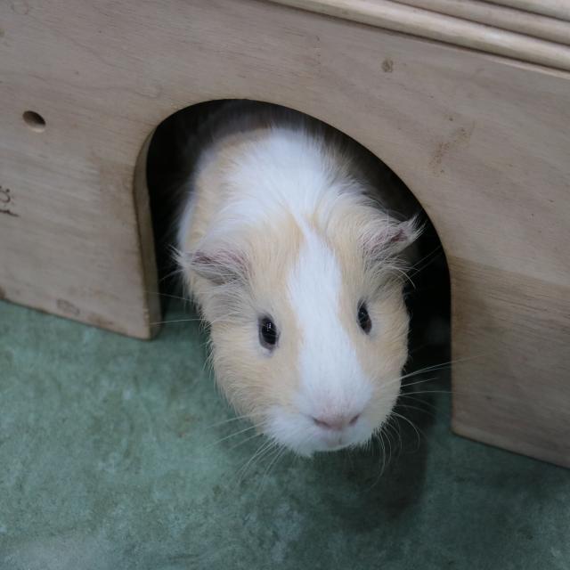 ＹＩＣ京都ペット総合専門学校 災害時ペットのためにできること3