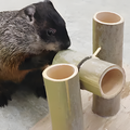 専門学校　福岡ビジョナリーアーツ 【ペット】小動物が喜ぶおもちゃを作ろう！
