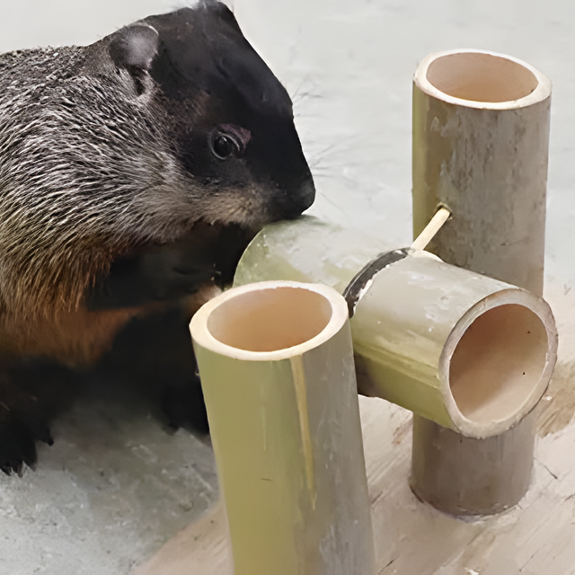 専門学校　福岡ビジョナリーアーツ 【ペット】小動物が喜ぶおもちゃを作ろう！1