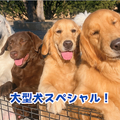 群馬動物専門学校 1日で3コース制覇！大型犬スペシャル