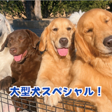 1日で3コース制覇！大型犬スペシャルの詳細