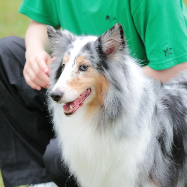 ＹＩＣ京都ペット総合専門学校 しつけ体験1
