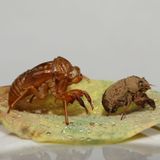 『セミのはなし』体験授業を同時開催！の詳細